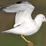 Ring-billed Gull